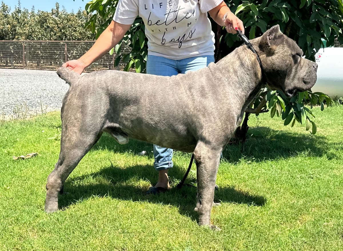 Cane Corso CHAMPION SIRED breeder image 5