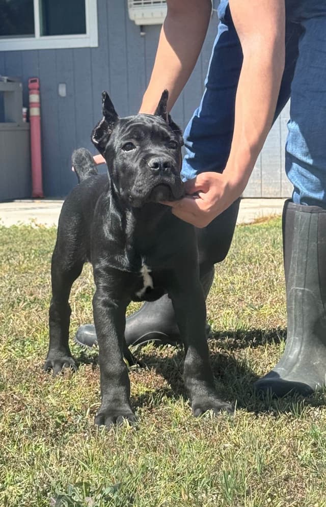 Cane Corso Puppies champion sired media 2