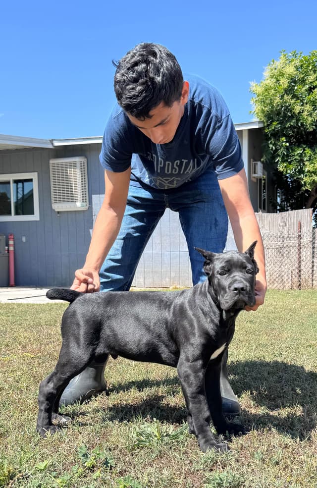Cane Corso Puppies champion sired media 3