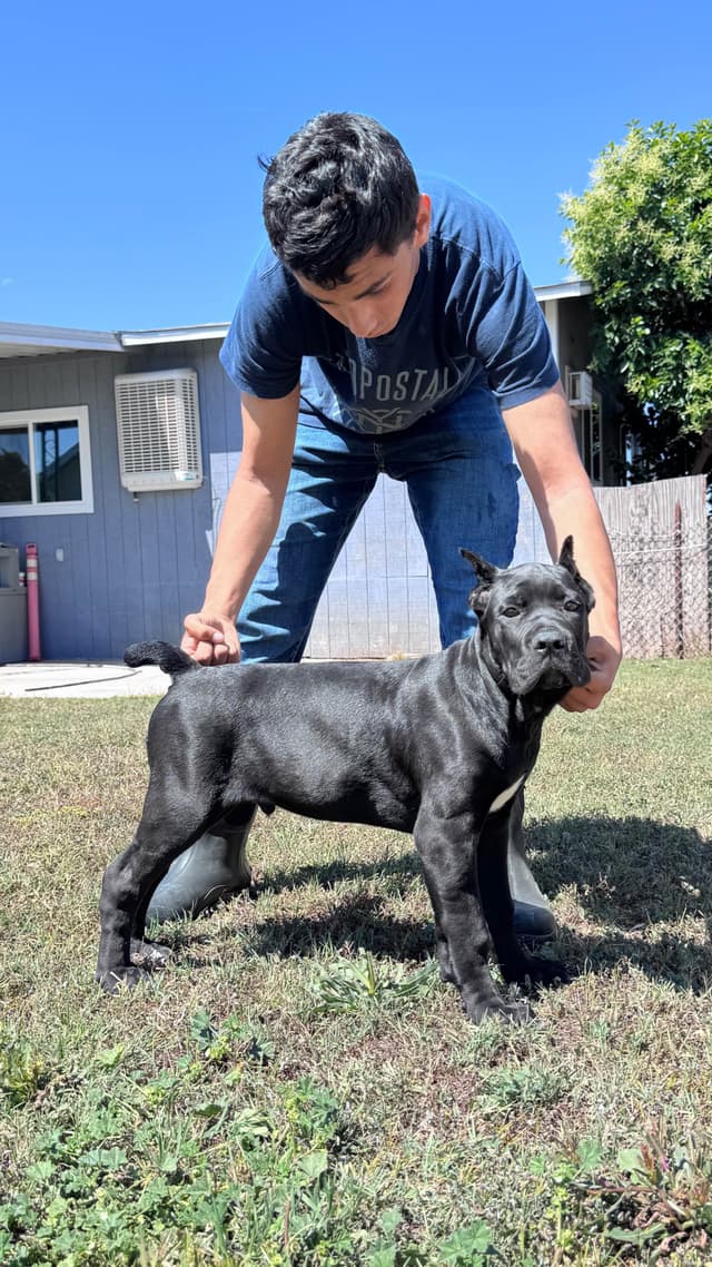 Cane Corso Puppies champion sired media 4