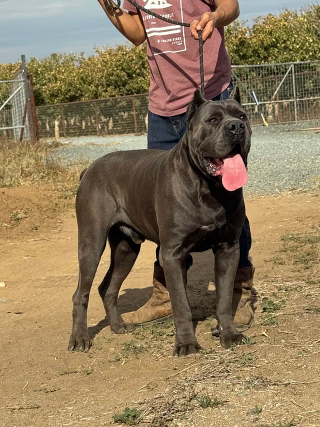 Cane Corso Puppies champion sired media 5