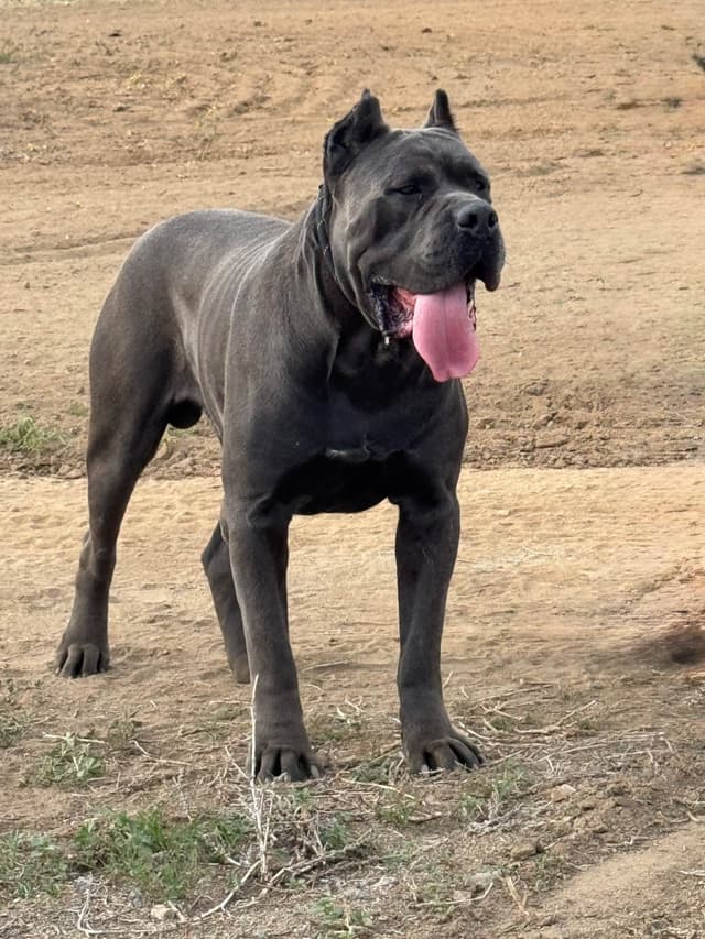 Cane Corso Puppies champion sired media 6