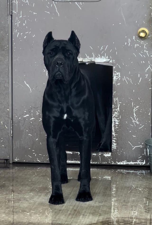 Cane Corso Puppies champion sired media 7