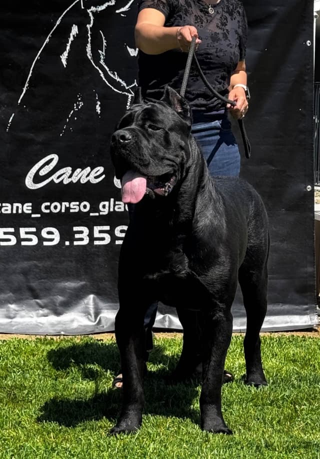 Cane Corso CHAMPION SIRED media 2