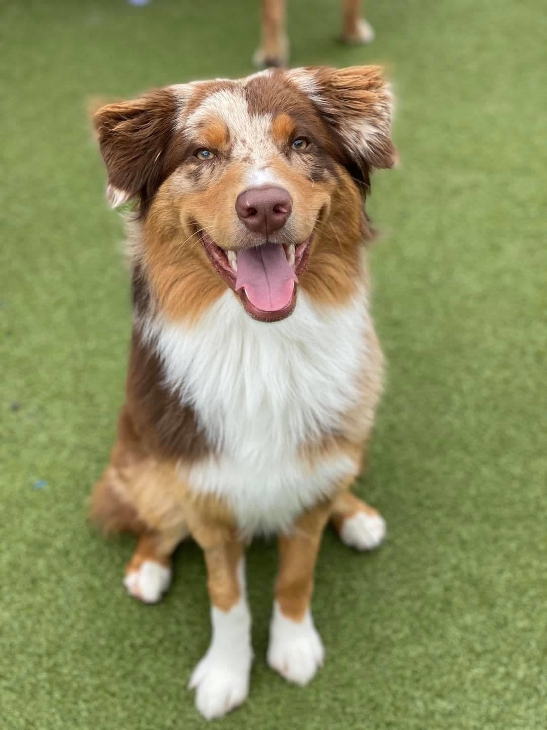 Rolling Hills Australian Shepherds breeder image 3