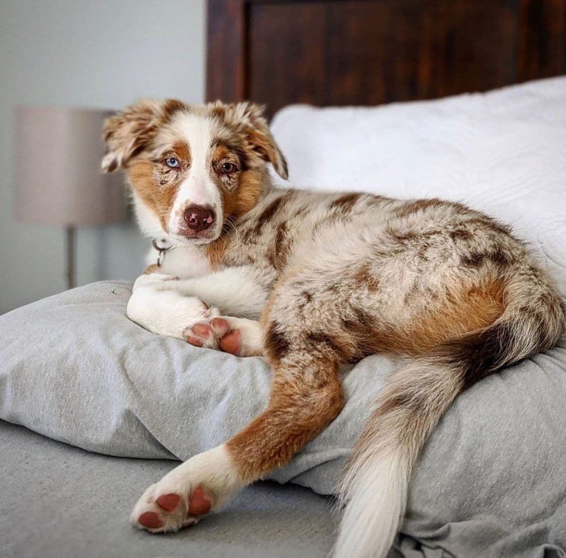 Rolling Hills Australian Shepherds breeder image 5