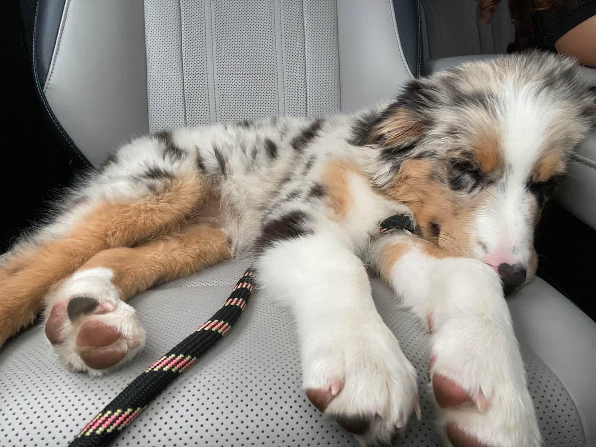 Rolling Hills Australian Shepherds breeder image 7