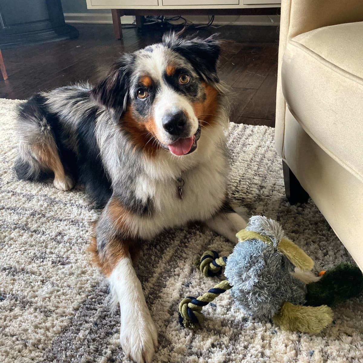 Rolling Hills Australian Shepherds breeder image 8