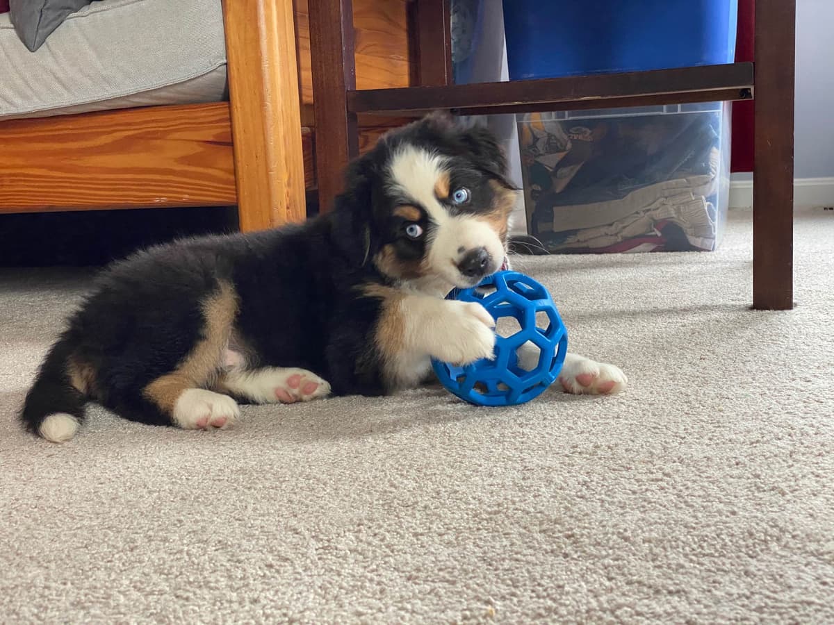 Rolling Hills Australian Shepherds breeder image 9