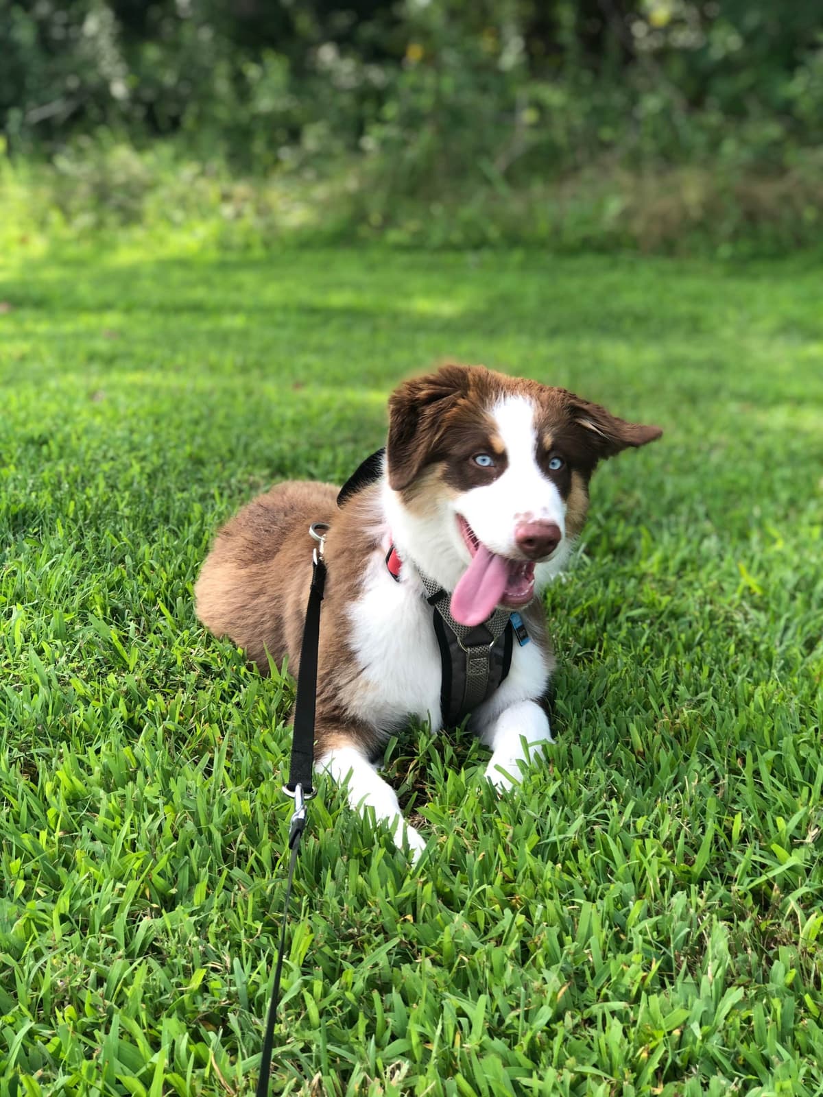 Rolling Hills Australian Shepherds breeder image 10