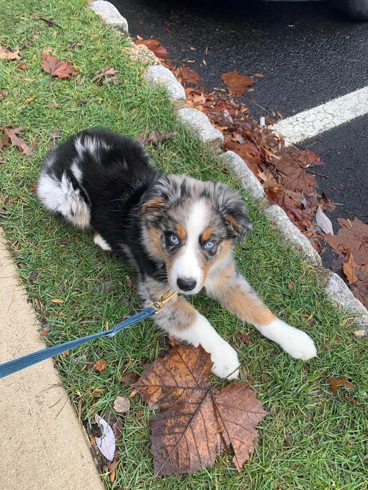 Rolling Hills Australian Shepherds breeder image 11