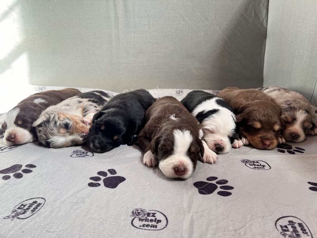 Rolling Hills Australian Shepherds breeder image 12