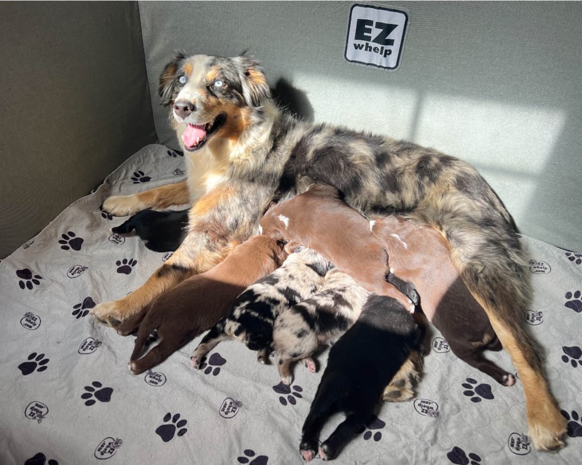 Rolling Hills Australian Shepherds breeder image 1