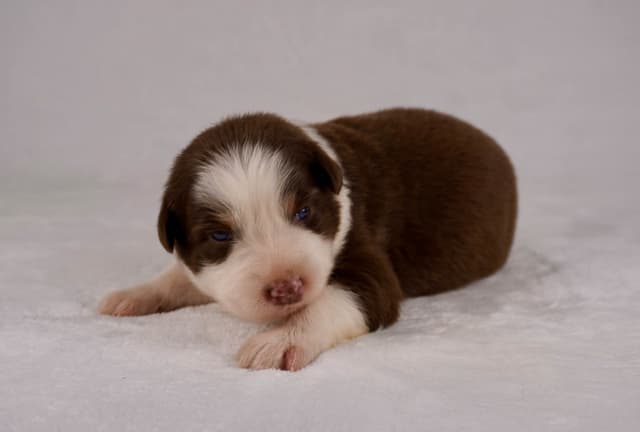 Rolling Hills Australian Shepherds media 2
