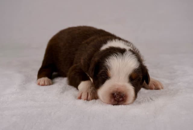 Rolling Hills Australian Shepherds media 6