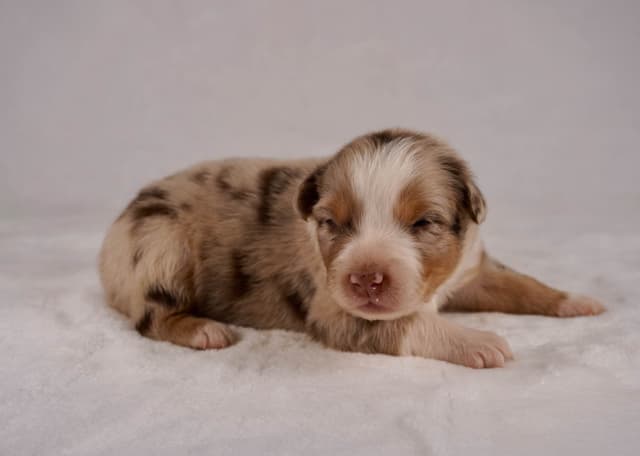 Rolling Hills Australian Shepherds media 4