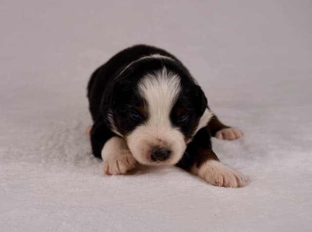 Rolling Hills Australian Shepherds media 5