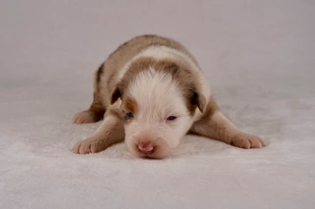 Rolling Hills Australian Shepherds media 3
