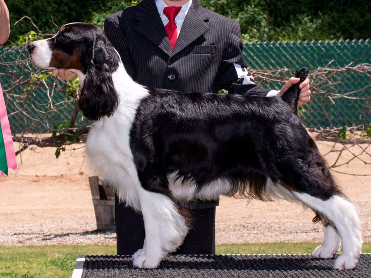 English Springer Spaniel Puppies breeder image 1