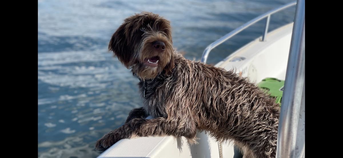 Wirehaired Pointing Griffon Puppies breeder image 4