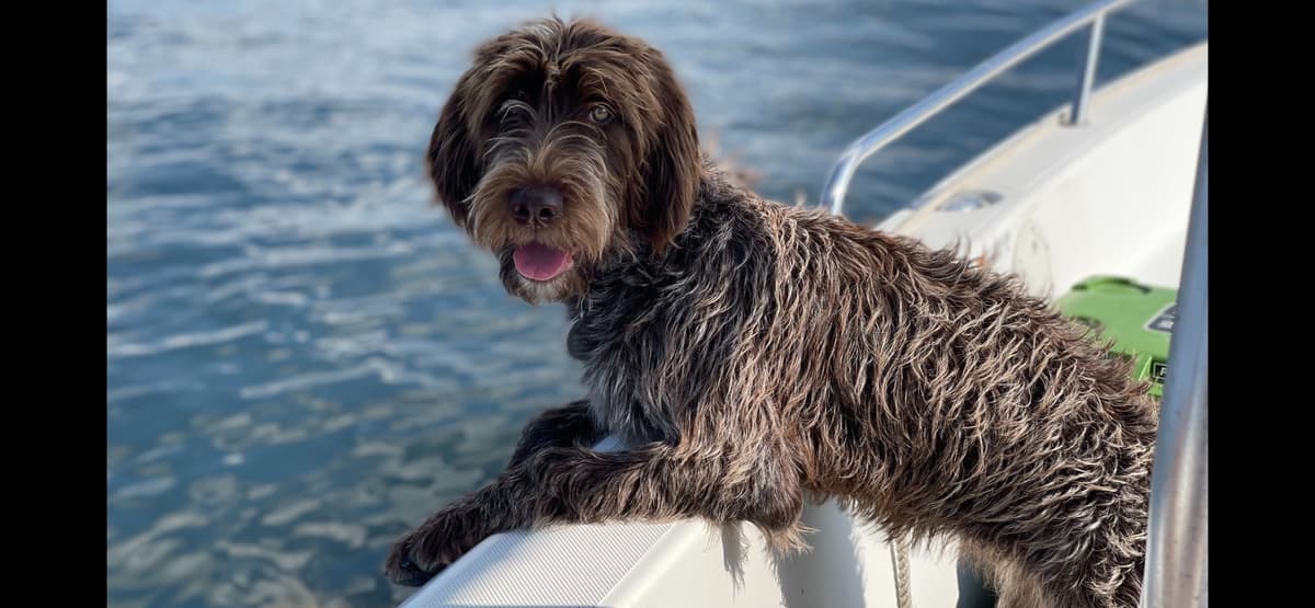 Wirehaired Pointing Griffon Puppies breeder image 2