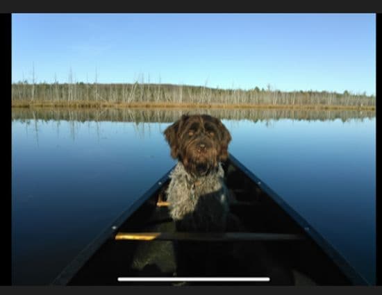 Wirehaired Pointing Griffon Puppies breeder image 1