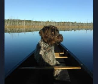 Wirehaired Pointing Griffon Puppies breeder image 5