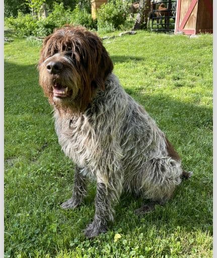 Wirehaired Pointing Griffon Puppies breeder image 6
