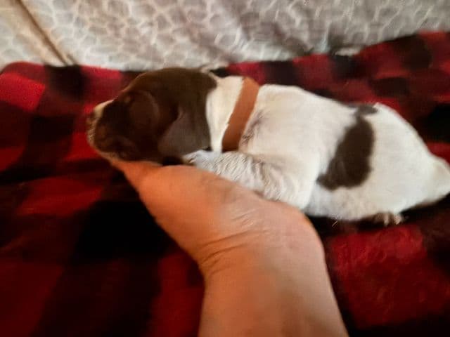 Wirehaired Pointing Griffon Puppies media 5