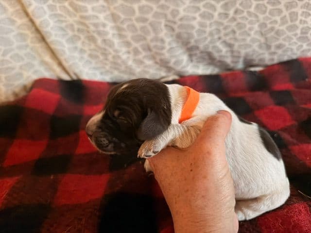 Wirehaired Pointing Griffon Puppies media 6