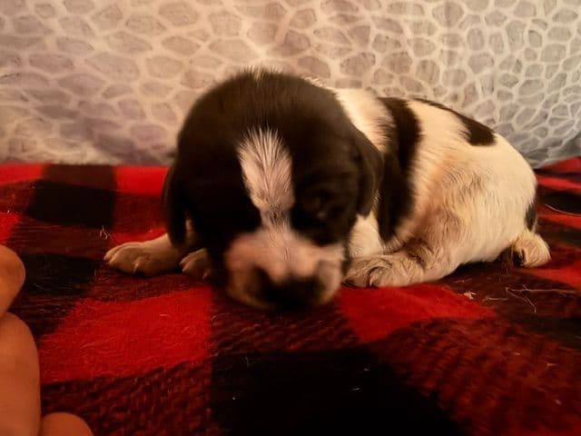 Wirehaired Pointing Griffon Puppies media 7