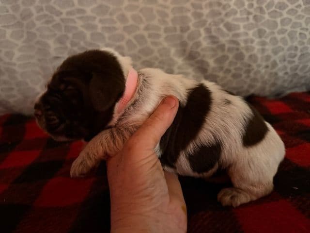 Wirehaired Pointing Griffon Puppies media 8