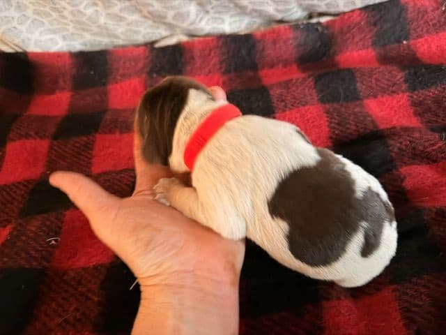 Wirehaired Pointing Griffon Puppies media 9