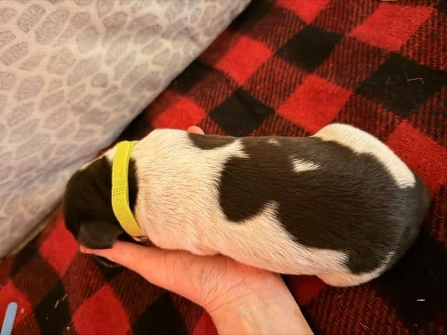 Wirehaired Pointing Griffon Puppies media 10