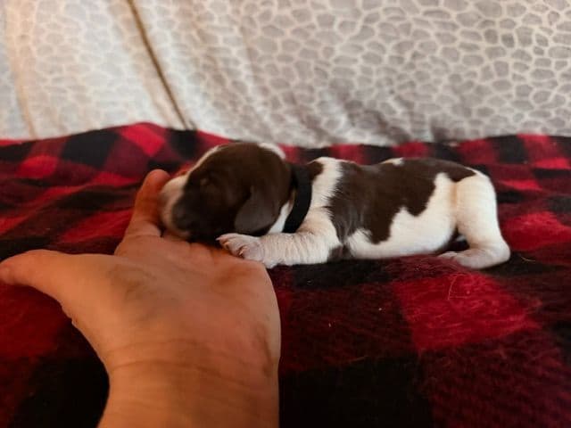 Wirehaired Pointing Griffon Puppies media 4