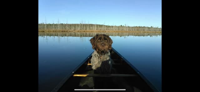 Wirehaired Pointing Griffon Puppies media 2