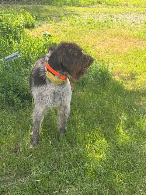 Wirehaired Pointing Griffon Puppies media 5