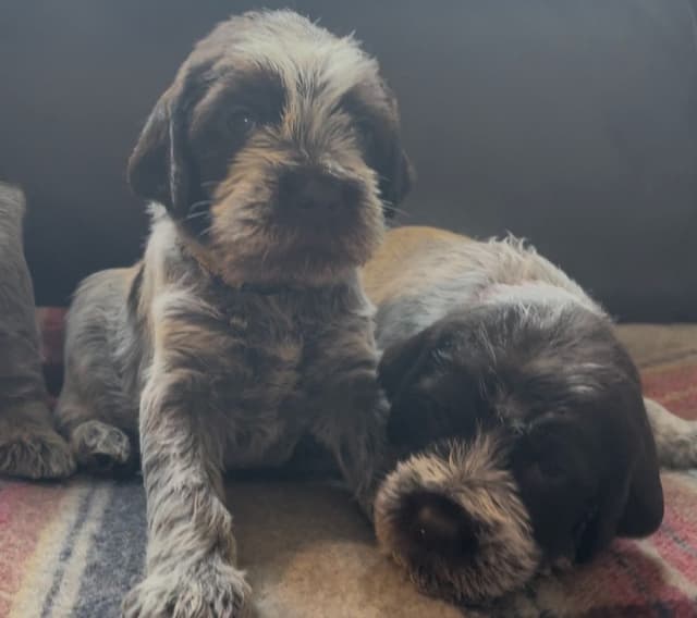 Wirehaired Pointing Griffon Puppies media 3