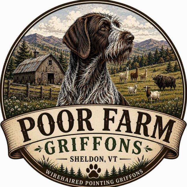Wirehaired Pointing Griffon Puppies media 7