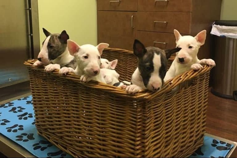 Bull Terrier Puppies breeder image 1