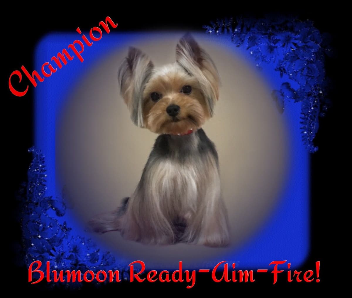 Yorkshire Terrier Puppies breeder image 5