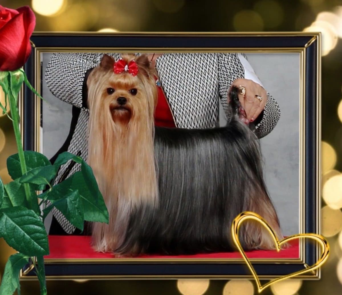 Yorkshire Terrier Puppies breeder image 1