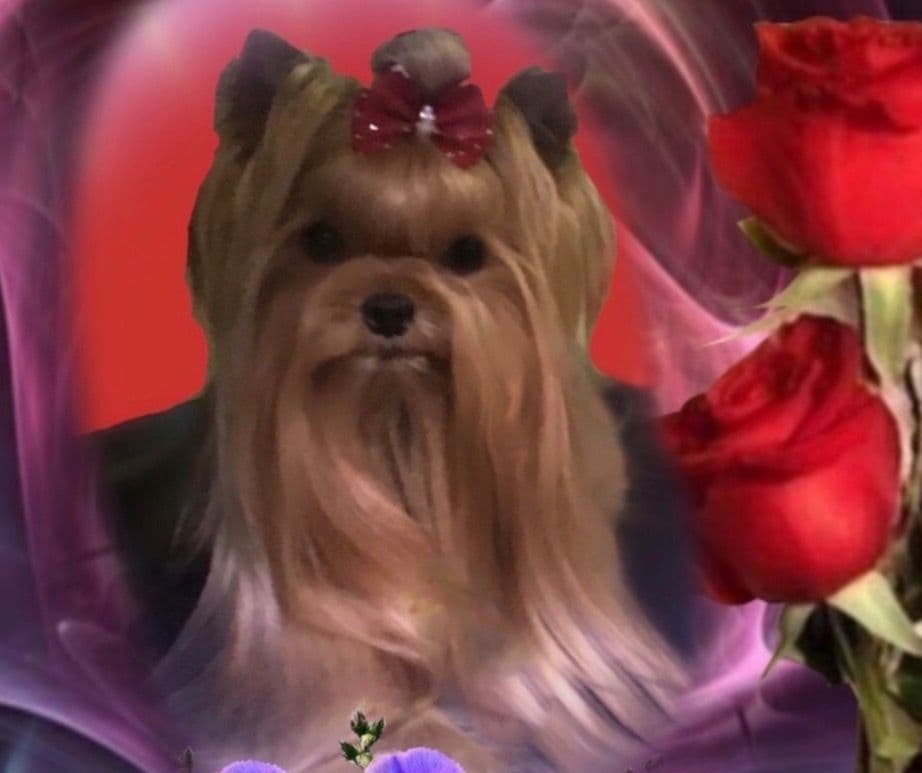 Yorkshire Terrier Puppies breeder image 2