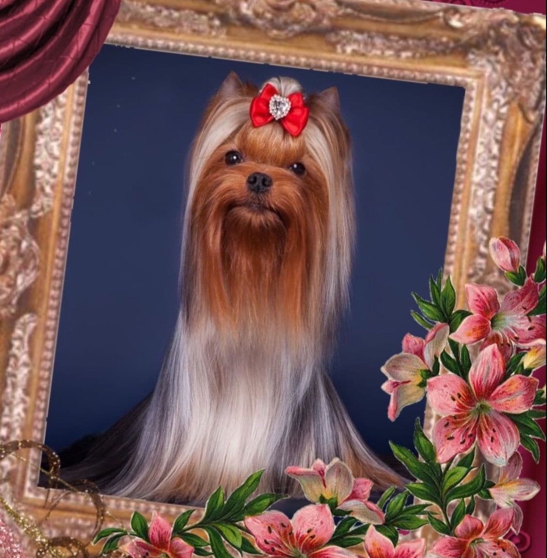 Yorkshire Terrier Puppies breeder image 3