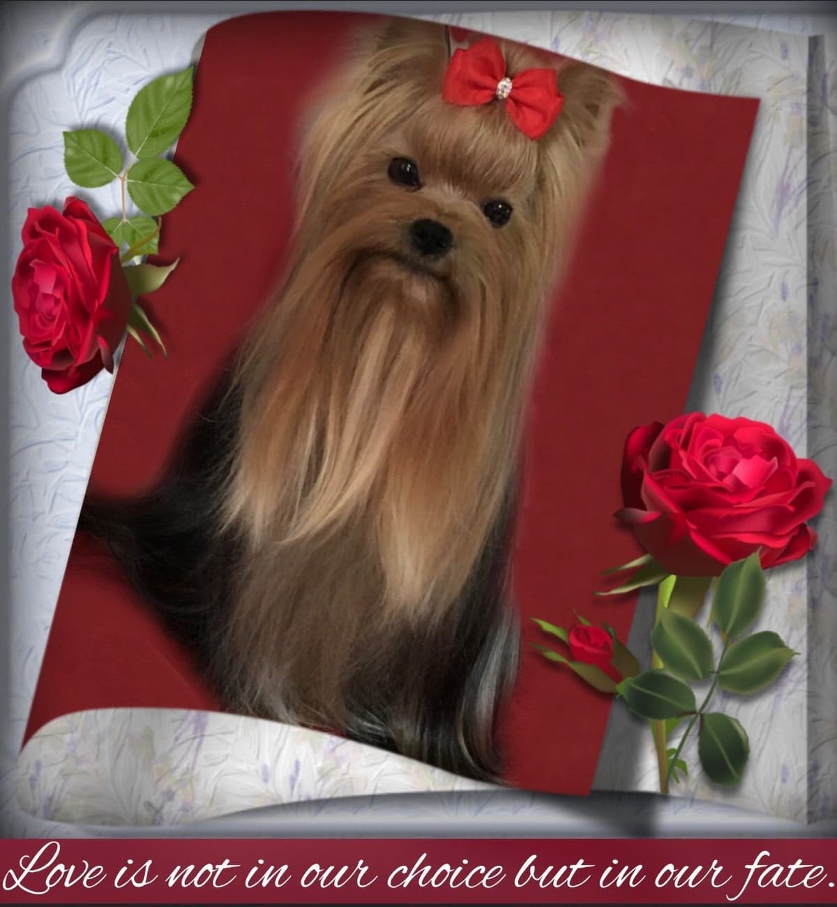 Yorkshire Terrier Puppies breeder image 4