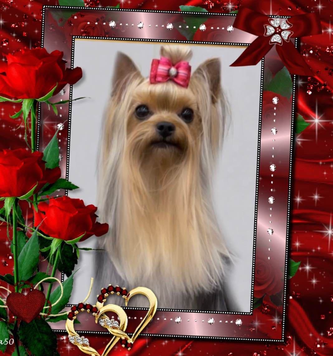 Yorkshire Terrier Puppies breeder image 6