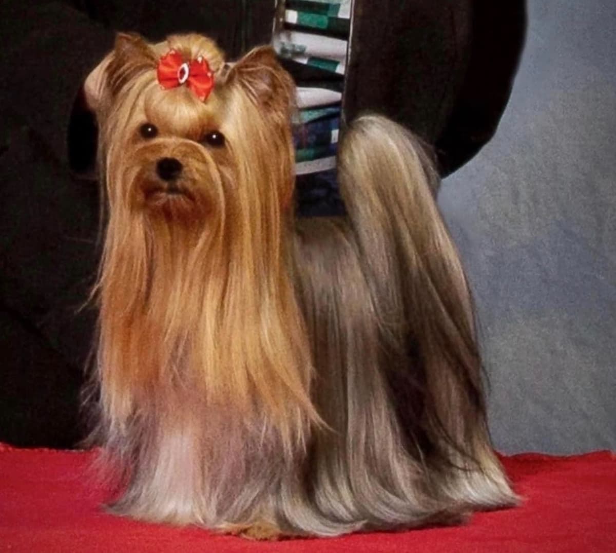 Yorkshire Terrier Puppies breeder image 7