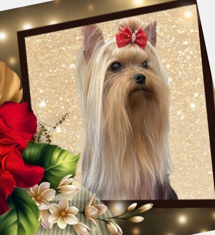 Yorkshire Terrier Puppies breeder image 8