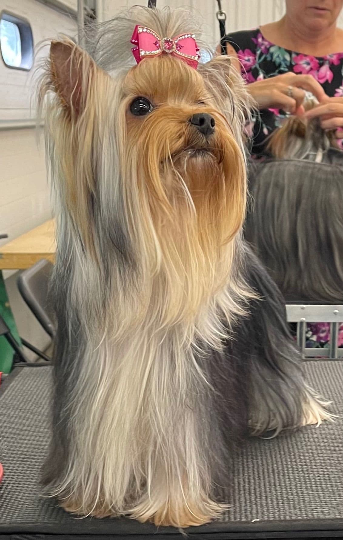 Yorkshire Terrier Puppies breeder image 9