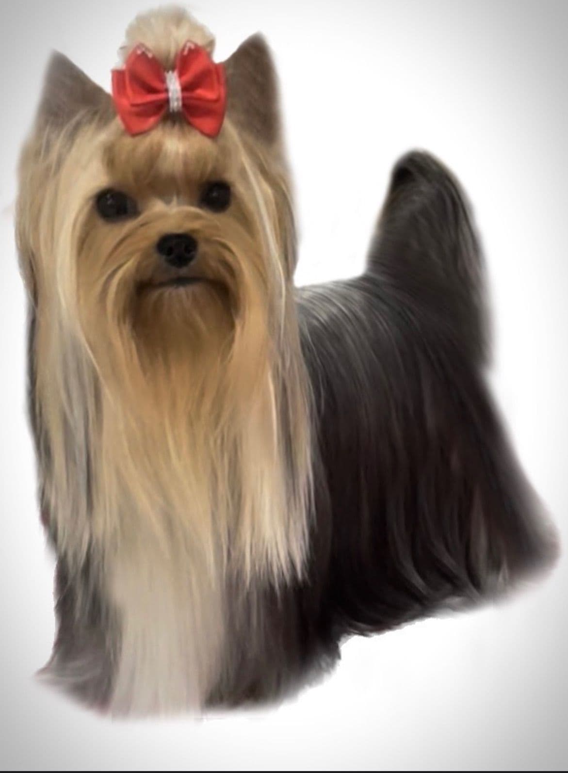Yorkshire Terrier Puppies breeder image 10